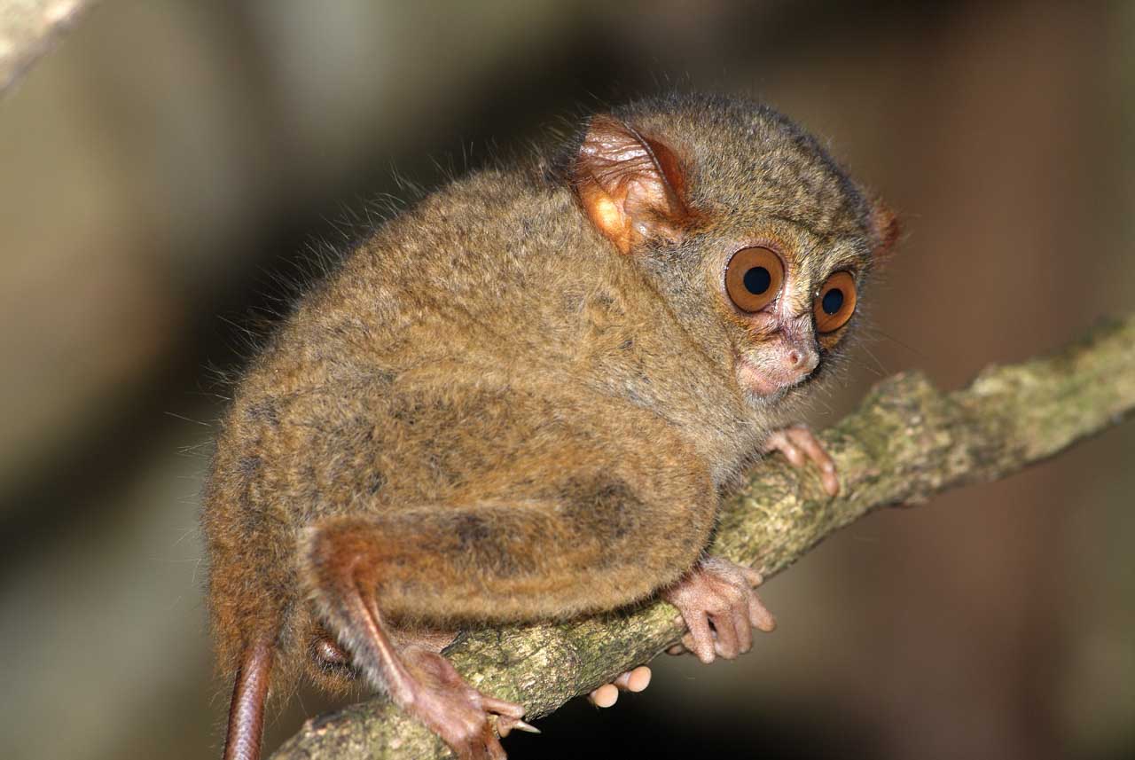 Un tarsier spectre dans une forêt du nord du Sulawesi, Indonésie.