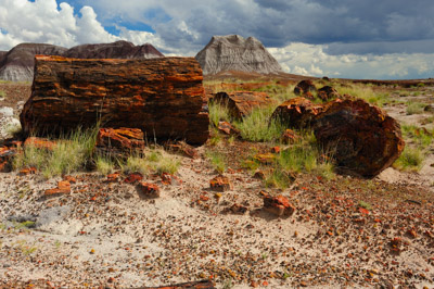 Paysages de la forêt pétrifiée dans l'état de l'Arizona. Photographies par Amar Guillen.