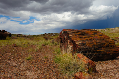 Paysages de la forêt pétrifiée dans l'état de l'Arizona. Photographies par Amar Guillen.