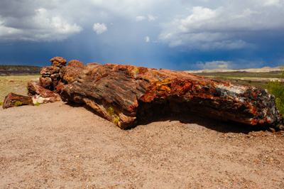 Paysages de la forêt pétrifiée dans l'état de l'Arizona. Photographies par Amar Guillen.