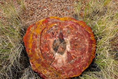 Paysages de la forêt pétrifiée dans l'état de l'Arizona. Photographies par Amar Guillen.