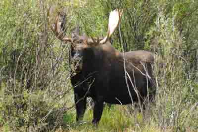 Les montagnes rocheuses dans l'état du Colorado aux Etats-Unis. Photographies par Amar Guillen.