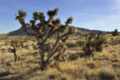 Red Rock Canyon dans l'état du Nevada aux Etats-Unis. Photographies par Amar Guillen.