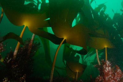 Les fonds marins de Ploumanach en Bretagne. Photographies par Amar Guillen.