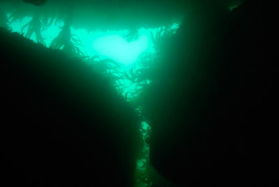 Les fonds marins de Ploumanach en Bretagne. Photographies par Amar Guillen.