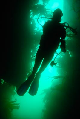 Les fonds marins de Ploumanach en Bretagne. Photographies par Amar Guillen.