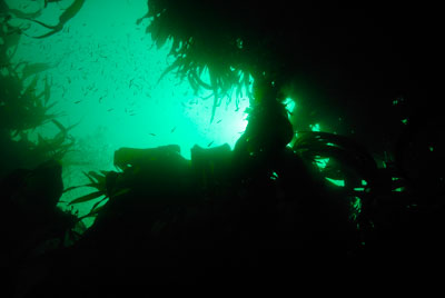 Les fonds marins de Ploumanach en Bretagne. Photographies par Amar Guillen.