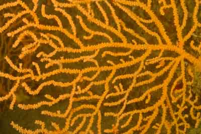 Les fonds marins de Ploumanach en Bretagne. Photographies par Amar Guillen.