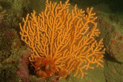 Les fonds marins de Ploumanach en Bretagne. Photographies par Amar Guillen.