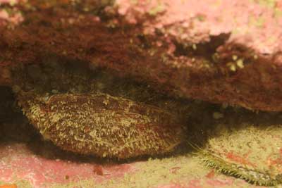 Les fonds marins de Ploumanach en Bretagne. Photographies par Amar Guillen.