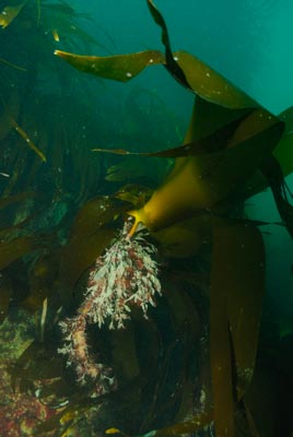 Les fonds marins de Ploumanach en Bretagne. Photographies par Amar Guillen.
