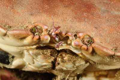 Les fonds marins de Ploumanach en Bretagne. Photographies par Amar Guillen.