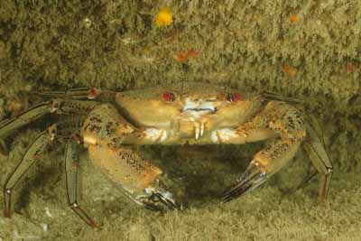 Les fonds marins de Ploumanach en Bretagne. Photographies par Amar Guillen.