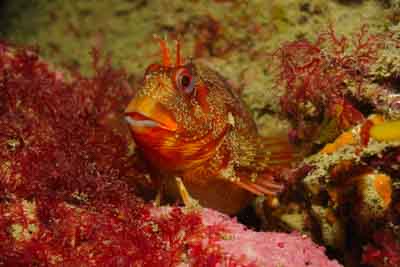 Les fonds marins de Ploumanach en Bretagne. Photographies par Amar Guillen.