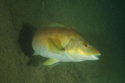 Les fonds marins de Ploumanach en Bretagne. Photographies par Amar Guillen.