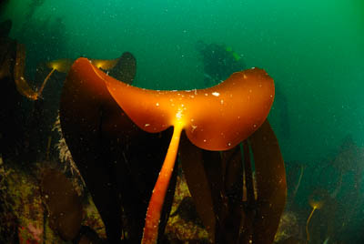 Les fonds marins de Ploumanach en Bretagne. Photographies par Amar Guillen.