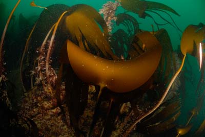 Les fonds marins de Ploumanach en Bretagne. Photographies par Amar Guillen.