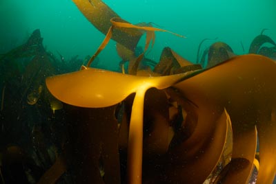 Les fonds marins de Ploumanach en Bretagne. Photographies par Amar Guillen.