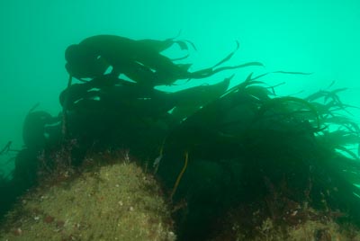 Les fonds marins de Ploumanach en Bretagne. Photographies par Amar Guillen.