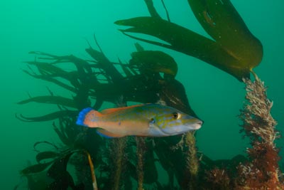 Les fonds marins de Ploumanach en Bretagne. Photographies par Amar Guillen.