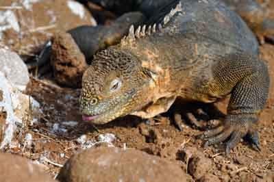La faune des Galapagos en Equateur. Photographies par Amar Guillen.