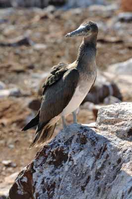 La faune des Galapagos en Equateur. Photographies par Amar Guillen.