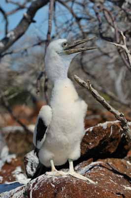 La faune des Galapagos en Equateur. Photographies par Amar Guillen.
