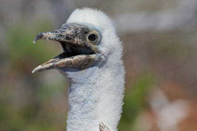 La faune des Galapagos en Equateur. Photographies par Amar Guillen.