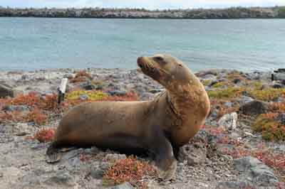 La faune des Galapagos en Equateur. Photographies par Amar Guillen.