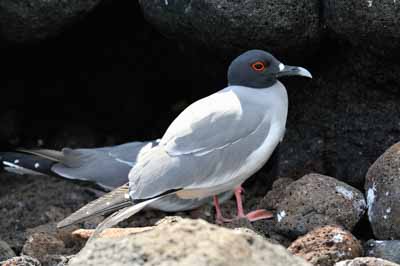 La faune des Galapagos en Equateur. Photographies par Amar Guillen.