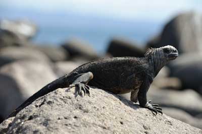 La faune des Galapagos en Equateur. Photographies par Amar Guillen.