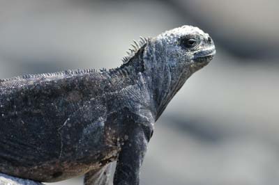 La faune des Galapagos en Equateur. Photographies par Amar Guillen.