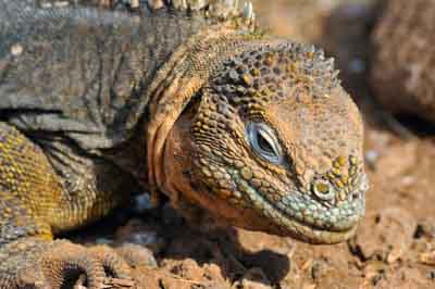 La faune des Galapagos en Equateur. Photographies par Amar Guillen.