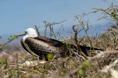 La faune des Galapagos en Equateur. Photographies par Amar Guillen.