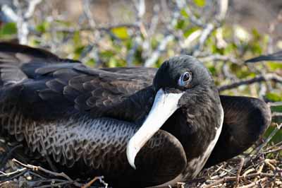 La faune des Galapagos en Equateur. Photographies par Amar Guillen.