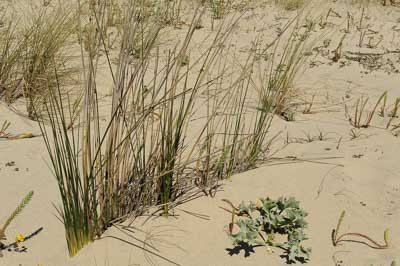 Paysages du Médoc en Gironde. Photographies par Amar Guillen.