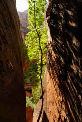 Paysages du Canyon de Zion dans l'Utah aux Etats-Unis. Photographies par Amar Guillen.