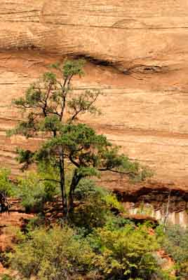 Paysages du Canyon de Zion dans l'Utah aux Etats-Unis. Photographies par Amar Guillen.
