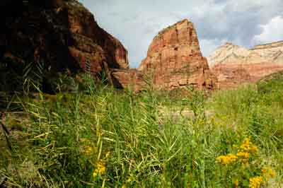 Paysages du Canyon de Zion dans l'Utah aux Etats-Unis. Photographies par Amar Guillen.