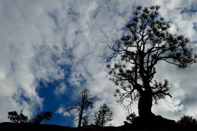 Paysages du Canyon de Zion dans l'Utah aux Etats-Unis. Photographies par Amar Guillen.