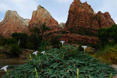 Paysages du Canyon de Zion dans l'Utah aux Etats-Unis. Photographies par Amar Guillen.