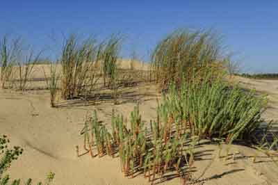 Paysages de la côte de la Charente-Maritime en France. Photographies par Amar Guillen.