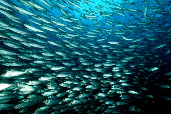Le tarpon sardines run à Bonaire dans le sud de la mer Caraïbe.