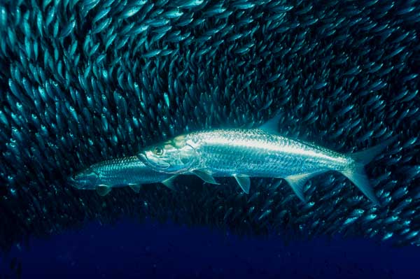 Le tarpon sardines run à Bonaire dans le sud de la mer Caraïbe.