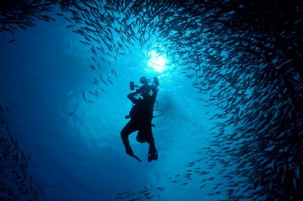 Le tarpon sardines run à Bonaire dans le sud de la mer Caraïbe.