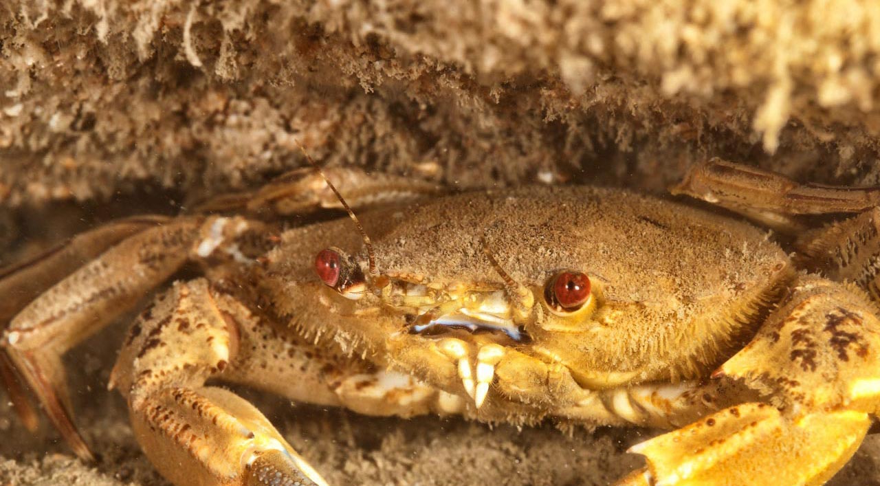 Velvet crab hidding in the Recoin wreck off the coast of Oleron Island in France.