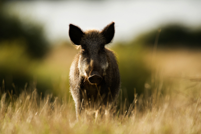 Sangliers dans les forêts et les prairies de Charente-Maritime. Photographies par Amar Guillen.