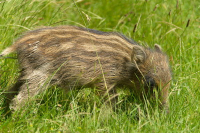 Sangliers dans les forêts et les prairies de Charente-Maritime. Photographies par Amar Guillen.