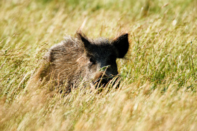 Sangliers dans les forêts et les prairies de Charente-Maritime. Photographies par Amar Guillen.
