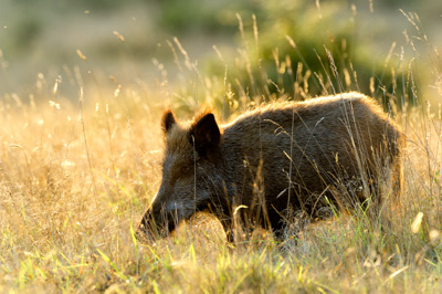 Sangliers dans les forêts et les prairies de Charente-Maritime. Photographies par Amar Guillen.